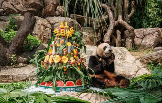 全球唯一大熊猫三胞“萌萌”“帅帅”“酷酷”迎11周岁生日 全球唯一大熊猫三胞“萌萌”“帅帅”“酷酷”迎11周岁生日