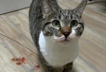 猫咪咳血吃什么药
