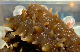 渤海湾海参是指哪里产的