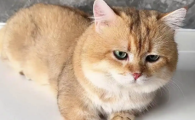 猫咪毛囊炎用什么药