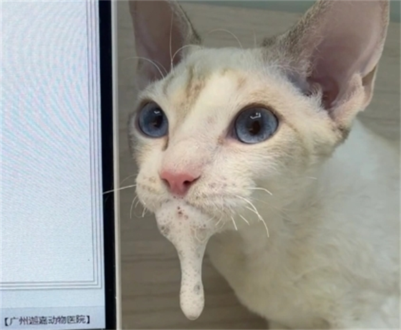 猫吐清水一样的液体还拉稀 猫吐清水一样的液体还拉稀