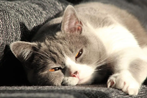 猫咪泪痕处发红是有炎症了吗? 猫咪泪痕处发红是有炎症了吗?