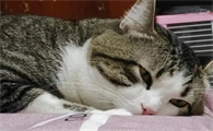 猫咪拉软便吐猫粮怎么回事