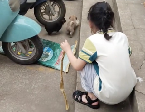 四只小土狗被遗弃在校门口,先后被家长和老师领养走 四只小土狗被遗弃在校门口,先后被家长和老师领养走