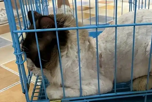 7只名贵猫被扔在垃圾堆等死！布偶蓝猫瘦成骨架