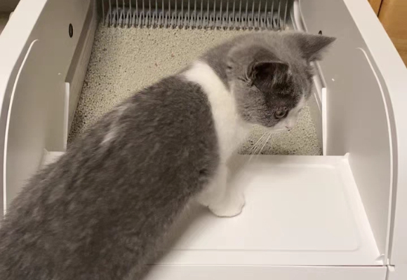 猫砂盆多久清理一次？cewey智能猫砂盆让我彻底解放双手！
