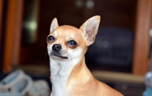 吉娃娃犬的7个优点！