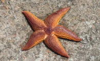 哪里可以抓海星