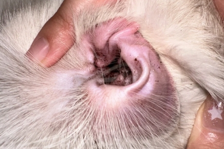 碘伏可以杀死猫的耳螨吗 碘伏可以杀死猫的耳螨吗