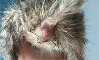猫咪屁股红肿怎么办