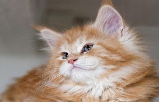 猫咪吐毛球会很难受吗