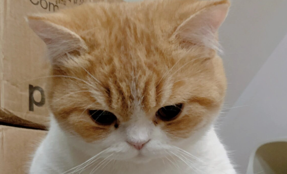 猫咪内分泌失调的表现 猫咪内分泌失调的表现