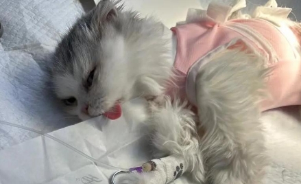 猫咪子宫蓄脓必须做手术吗