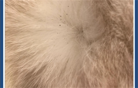 猫咪身上有跳蚤怎么处理好呢 猫咪身上有跳蚤怎么处理好呢
