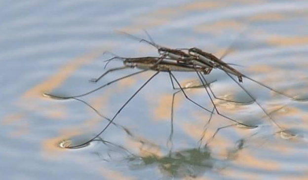 水蜘蛛会对鱼苗产生影响吗? 水蜘蛛会对鱼苗产生影响吗?