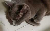 猫咪子宫蓄脓会死吗