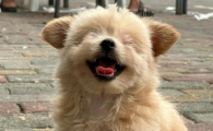 狗狗缺钙吃什么最管用