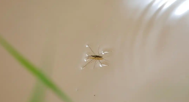 水蜘蛛对养鱼有危害吗？一起来看看吧！