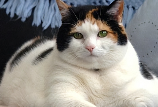 猫咪肥胖吃什么猫粮能控制体重? 猫咪肥胖吃什么猫粮能控制体重?