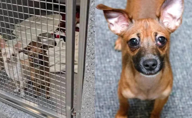 收容所流浪狗被反复退货！它不知错在哪