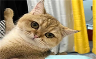 宠物猫四个月开始发情了吗