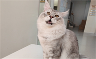 猫咪疝气能自愈吗