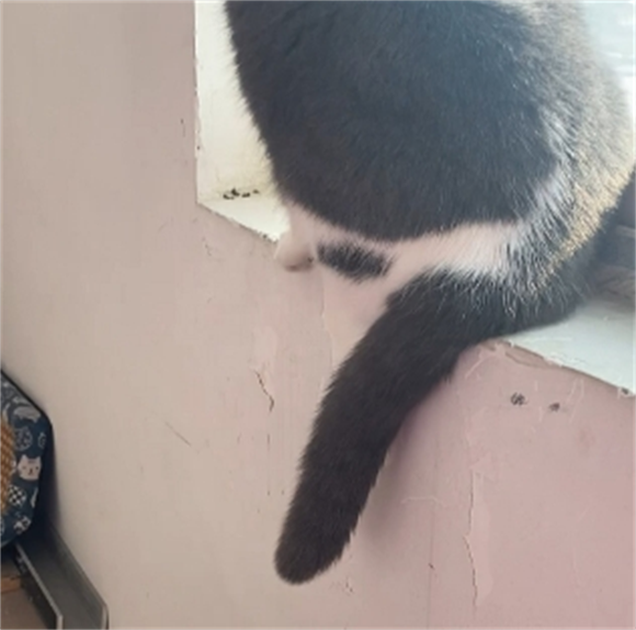不小心踩到猫咪尾巴怎么办 不小心踩到猫咪尾巴怎么办