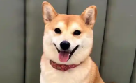 狗狗吃鸡胸肉的好处和坏处