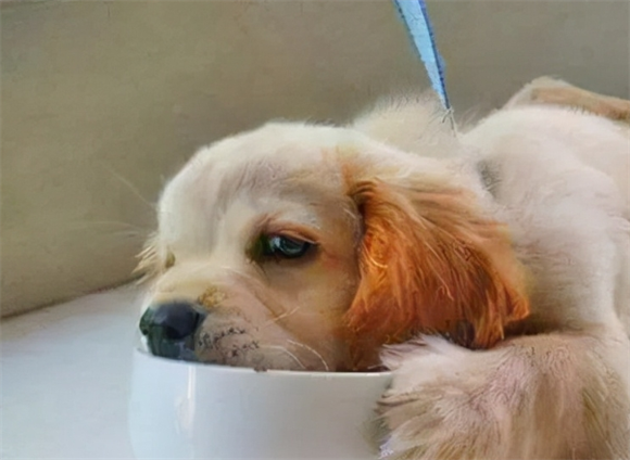 狗狗不耐力喘气怎么回事