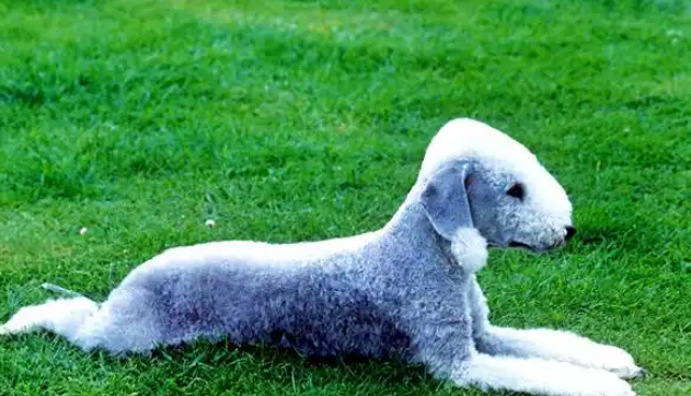 贝灵顿梗犬魅力盘点,有必要了解一下! 贝灵顿梗犬魅力盘点,有必要了解一下!