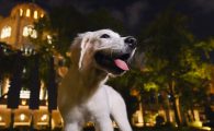 狗狗犬窝咳怎么治疗