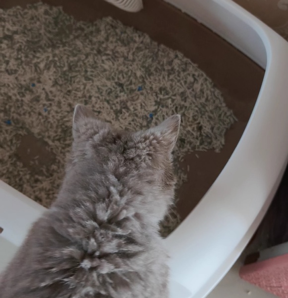 猫砂盆哪种好用?华元宠具用“空间美学”定义养猫新体验 猫砂盆哪种好用?华元宠具用“空间美学”定义养猫新体验