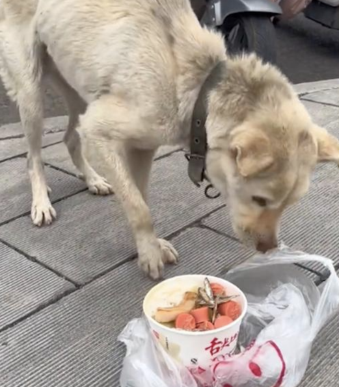 一只饿成皮包骨的狗狗,因生病留下后遗症不停抖 一只饿成皮包骨的狗狗,因生病留下后遗症不停抖