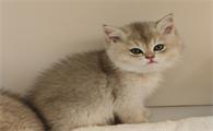 2个月小猫耳朵里面很脏是什么原因