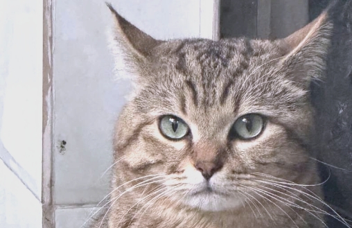 猫咪走丢了怎么办