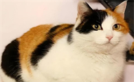 怀孕母猫能接种疫苗或驱虫吗