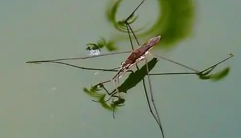 探索水蜘蛛的独特生活：终生潜水，结网而居