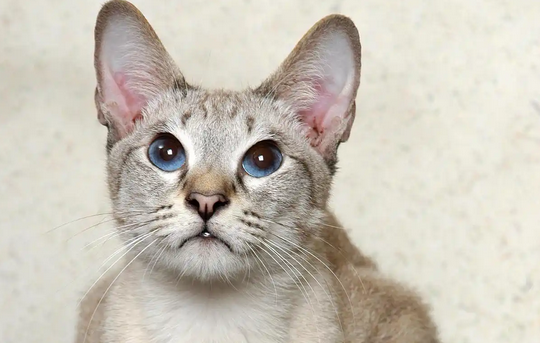 猫鼻支期间猫食欲差怎么办 猫鼻支期间猫食欲差怎么办
