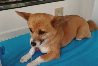 狗狗感冒会有哪些症状