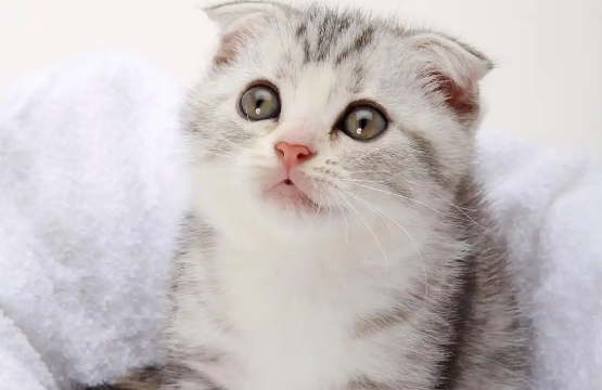 哪些疾病会导致猫咪软便 哪些疾病会导致猫咪软便