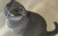 猫咪连续几天呕吐不吃东西没精神