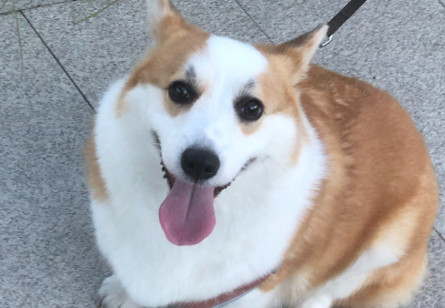 狗患狂犬病能活多长时间 狗患狂犬病能活多长时间