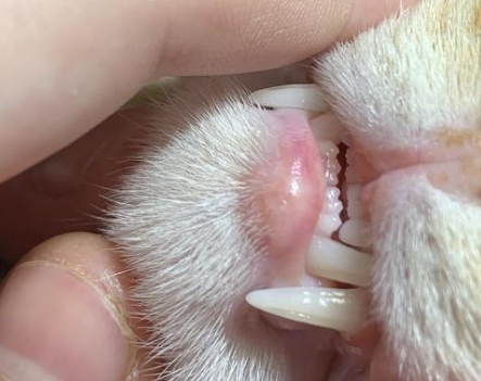 猫牙增生该怎么弄呀严重吗