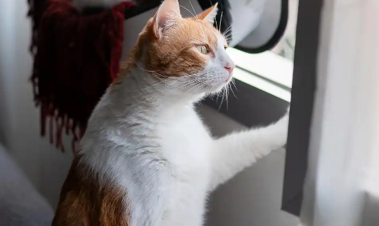 猫对什么花会中毒 猫对什么花会中毒
