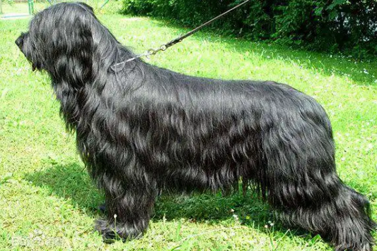 伯瑞犬有耳螨怎么办？全方位治疗指南