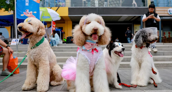 上海闵行宠物文化周:打造人宠共融新生态 上海闵行宠物文化周:打造人宠共融新生态