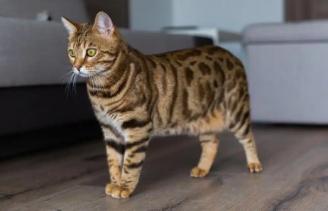 猫咪假孕时能和其他猫接触吗