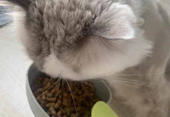高纤维易消化的猫粮：皇家用心守护猫咪肠道健康