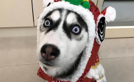 小狗拉肚子但是状态非常好怎么办
