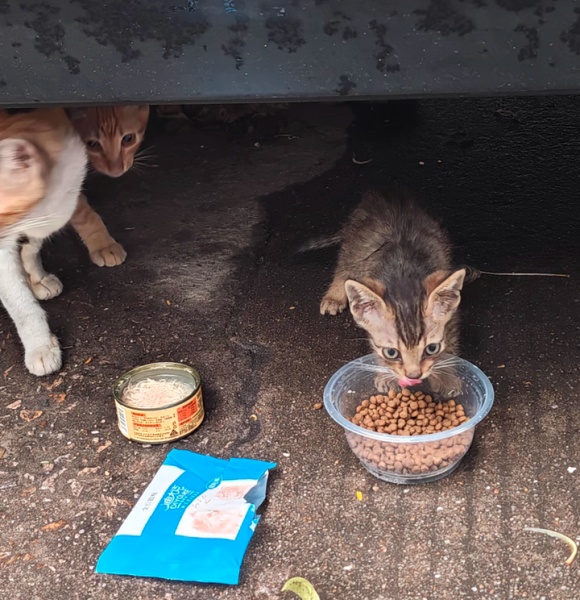 猫粮推荐流浪猫——迪尤克给流浪毛孩子一口热乎气里